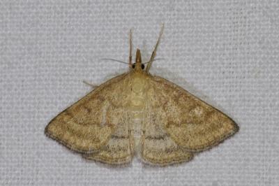 <i>Psammotis pulveralis</i>