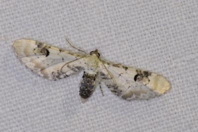 <i>Eupithecia centaureata</i>