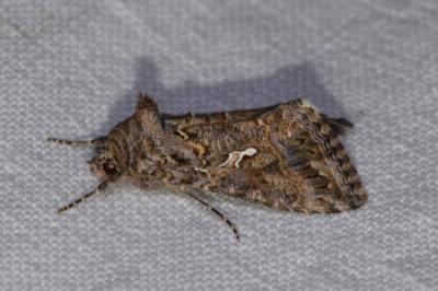 <i>Trichoplusia ni</i>