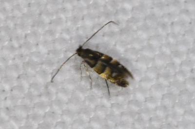 Phyllonorycter stettinensis
