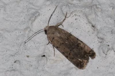 <i>Caradrina clavipalpis</i>