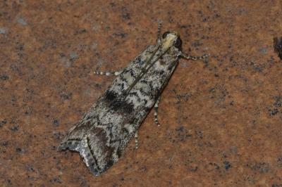 <i>Dioryctria abietella</i>