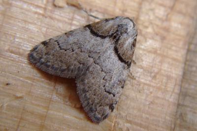 <i>Nola cucullatella</i>