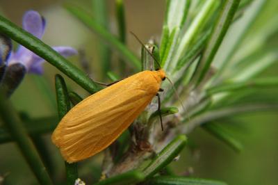 <i>Wittia sororcula</i>