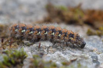 <i>Euplagia quadripunctaria</i>