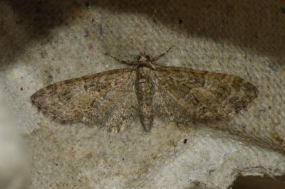 <i>Eupithecia abbreviata</i>