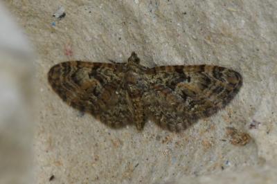 <i>Eupithecia dodoneata</i>
