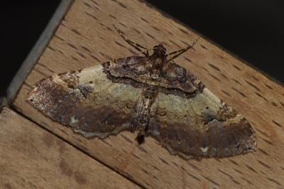 <i>Earophila badiata</i>