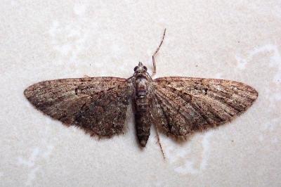 <i>Eupithecia abbreviata</i>