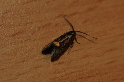 <i>Esperia sulphurella</i>