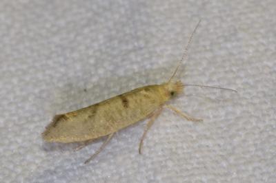 <i>Ypsolopha alpella</i>