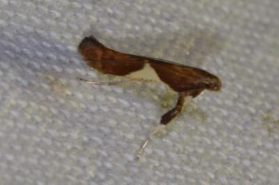 Caloptilia stigmatella