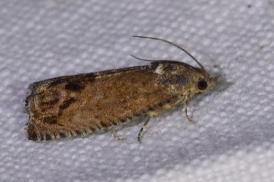 <i>Cydia splendana</i>
