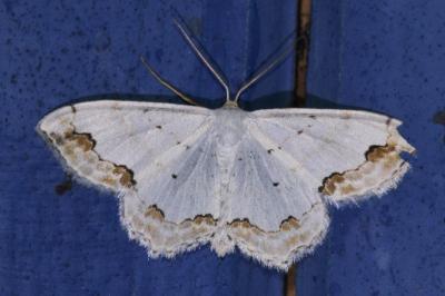 <i>Scopula ornata</i>