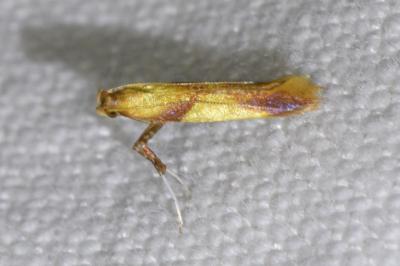 <i>Caloptilia alchimiella</i>