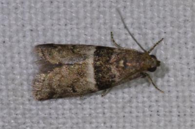 <i>Elegia atrifasciella</i>