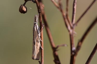 <i>Agriphila inquinatella</i>