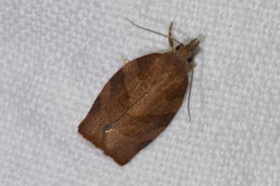 <i>Pandemis heparana</i>
