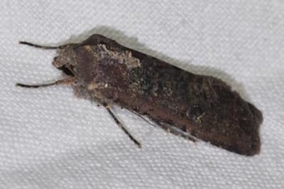 <i>Peridroma saucia</i>