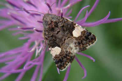 <i>Tyta luctuosa</i>