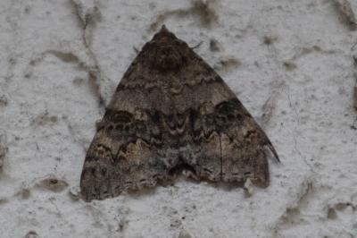 <i>Catocala nupta</i>