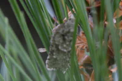 <i>Acleris literana</i>