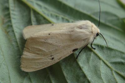 <i>Spilarctia lutea</i>
