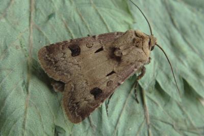 <i>Agrotis exclamationis</i>