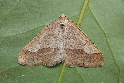 <i>Phigaliohybernia marginaria</i>