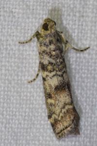 <i>Dioryctria abietella</i>