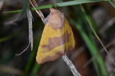 <i>Atethmia centrago</i>