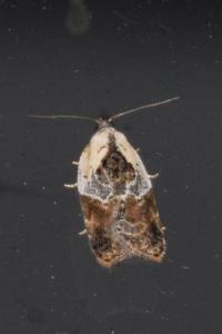 <i>Acleris variegana</i>
