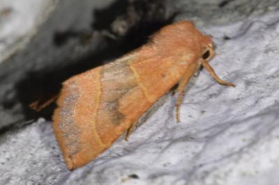 <i>Atethmia centrago</i>