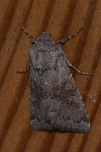<i>Aporophyla lueneburgensis</i>