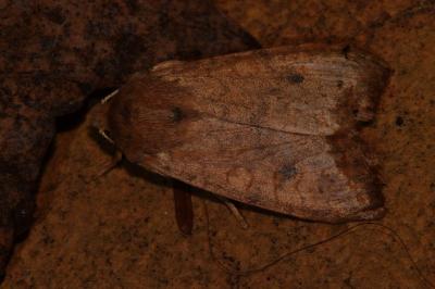 <i>Sunira circellaris</i>