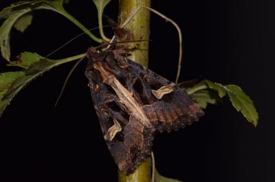 <i>Trigonophora flammea</i>