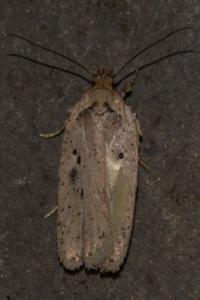 <i>Agonopterix yeatiana</i>