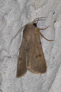 <i>Caradrina kadenii</i>