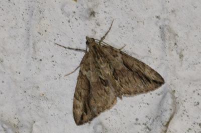 <i>Thera cupressata</i>