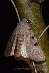 <i>Eugnorisma glareosa</i>