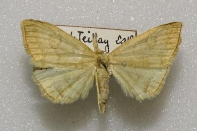 <i>Pechipogo strigilata</i>