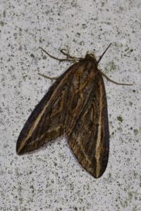 <i>Chesias legatella</i>