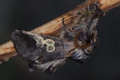 <i>Diloba caeruleocephala</i>