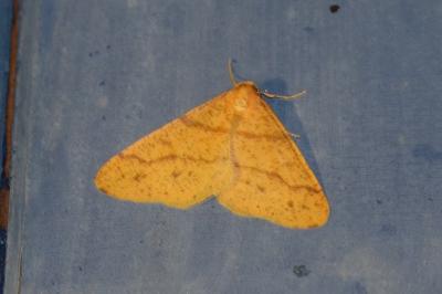 <i>Phigaliohybernia aurantiaria</i>
