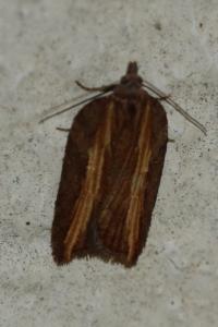 <i>Acleris hastiana</i>