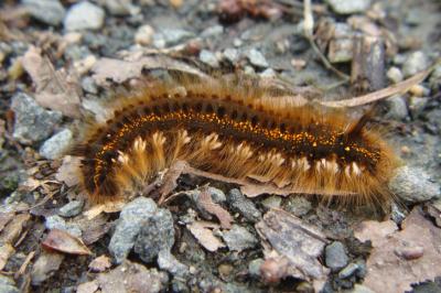 <i>Euthrix potatoria</i>
