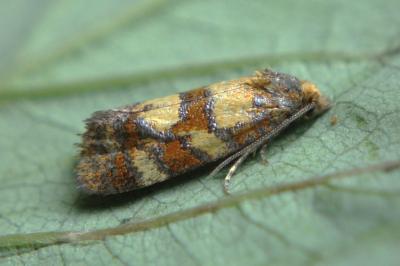 <i>Aethes tesserana</i>