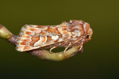 <i>Panolis flammea</i>