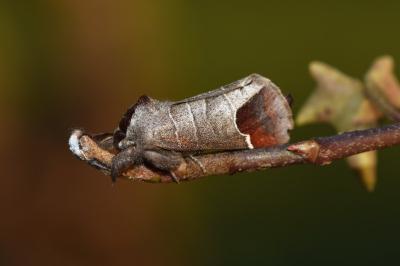 <i>Clostera curtula</i>