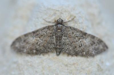 <i>Eupithecia abbreviata</i>